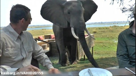 حمله فیل به میز توریست ها در زیمبابوه