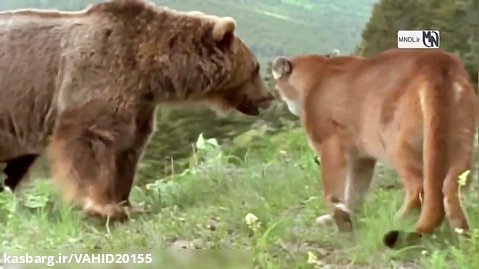 جنگ و نبرد خرس و شیر کوهی در حیات وحش