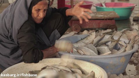 بازار سنتی ماهی در هرمزگان