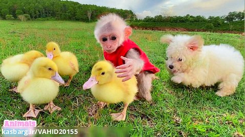 بازی و دوستی بچه میمون با جوجه اردک ها و توله سگ