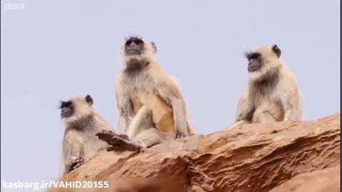 مستند جنگ و نبرد حیوانات، میمون و کانگورو در حیات وحش