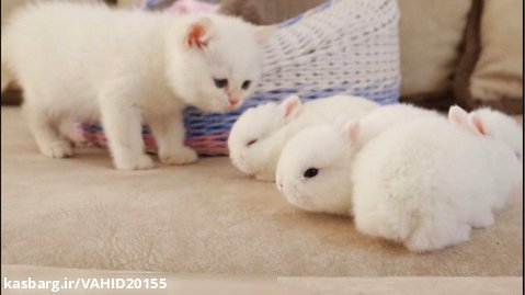 بازی و دوستی بچه گربه با خرگوش های کوچک