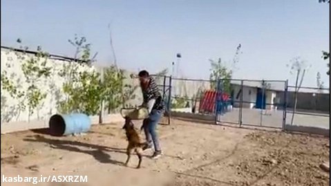 حمله سگ به حامد تبریزی