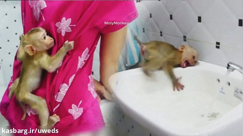 حمام کردن میمون کوچولو