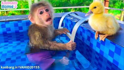 بازی و دوستی بچه میمون با جوجه اردک و شنا در استخر