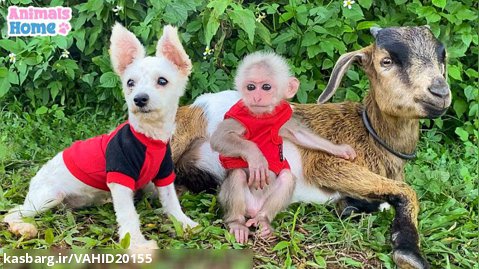 بازی و دوستی بچه میمون با توله سگ و بز