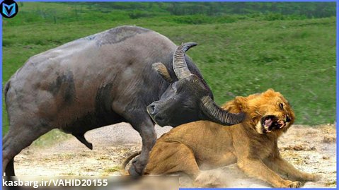 جنگ و نبرد شیرها و حیوانات در حیات وحش