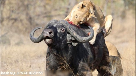 شکار بوفالو توسط 3 شیر در حیات وحش