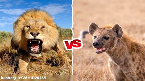 جنگ و نبرد شیرها و کفتارها - مبارزه حیوانات در حیات وحش