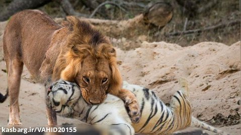 جنگ و نبرد شیرها و ببرها و حیوانات وحشی در حیات وحش