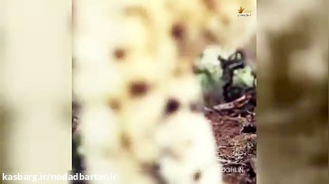 فیلم یوزپلنگ ماده ایرانی به همراه توله‌هایش