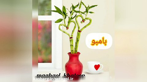 میخواهی اسم گل گلت را بدونی انواع نژاد نام قیمت کرج تهران فردیس اندیشه پخش