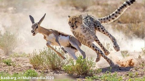 سریعترین گربه های وحشی در جهان || یوزپلنگ در حال خوردن ایمپالا