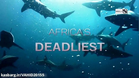 مرگبارترین کوسه های آفریقا