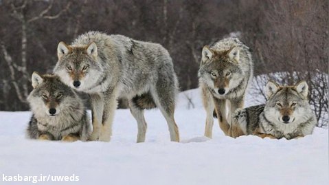 حقایق شگفت انگیز درباره زندگی گرگ ها که باید بدانید