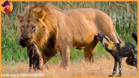 15 لحظه که شیرهای نر به طعمه خود حمله می کنند / نبرد حیوانات حیات وحش