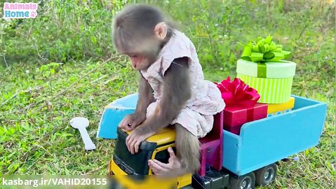 بچه میمون و قایق پارویی بی بی برای حمل هدایا برای دوستان