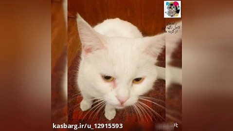 معرفی یک جای عالی برای بازدید از گربه ها به نام «موزه گربه ایرانی»