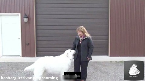 نحوه خواندن زبان بدن سگ هنگام ملاقات با یک سگ جدید