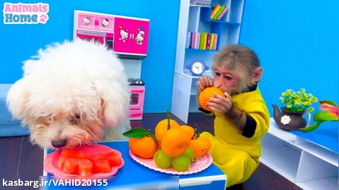 بچه میمون برای خرید میوه با کیفیت به سوپرمارکت می رود