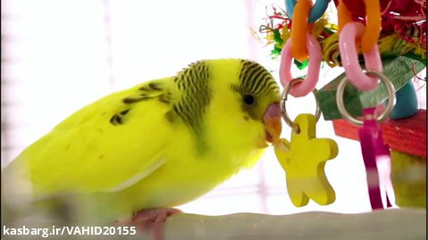 کارهای سرگرم کننده برای پرنده های زیبا و خوشگل مرغ عشق