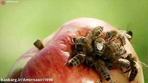 مستند حیات وحش . حملات حیوانات . بدام افتادن زنبورها در سیب