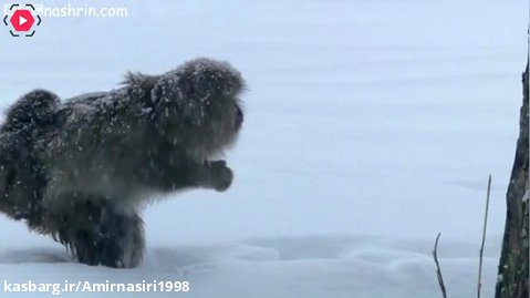 مستند حیات وحش . حملات حیوانات . زندگی میمون ها در برف