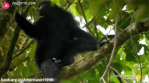 مستند حیات وحش . حملات حیوانات . فیلمی از میمون نایاب