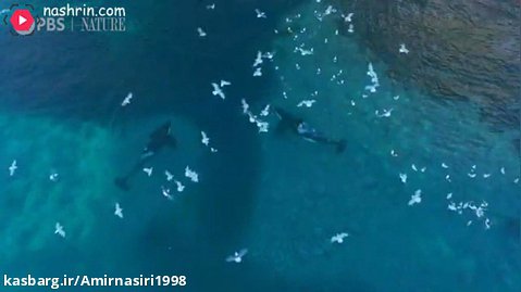 مستند حیات وحش . حملات حیوانات . نهنگ های قاتل