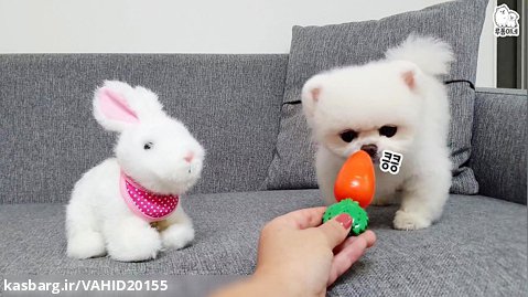 بازی توله سگ های خوشگل و بامزه با خرگوش