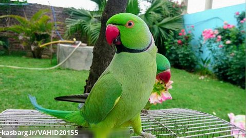 پرنده های زیبا و خوشگل طوطی های سبز رنگ