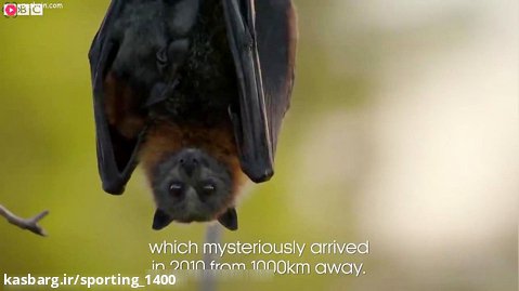 رازبقاء - مستند شکار خفاش وحشی