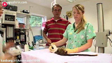 مستند حیات وحش . حملات حیوانات . جنگیدن دو بچه میمون تامارین