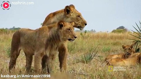 مستند حیات وحش . حملات حیوانات . آموزش شکار به شیرهای جوان