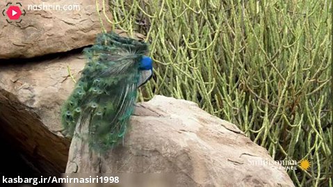 مستند حیات وحش . حملات حیوانات . طاووس های نر