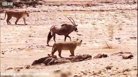 مستند حیات وحش . حملات حیوانات . شکار غزال توسط دو شیر