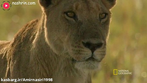 مستند حیات وحش . حملات حیوانات . شکار بوفالو توسط شیر