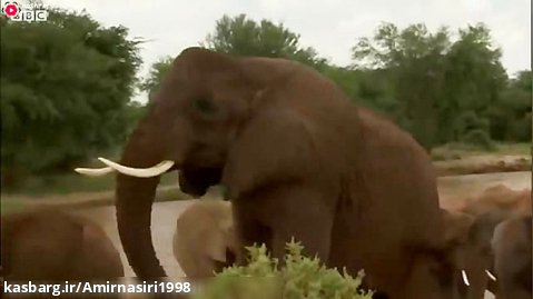 مستند حیات وحش :: حملات حیوانات :: نجات زندگی فیل آسیب دیده