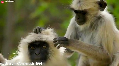 مستند حیات وحش :: حملات حیوانات :: حکومت لانگور ماده بر میمون ها