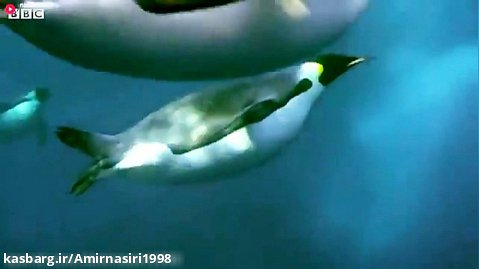 مستند حیات وحش :: حملات حیوانات :: غواصی در اعماق دریا برای غذا