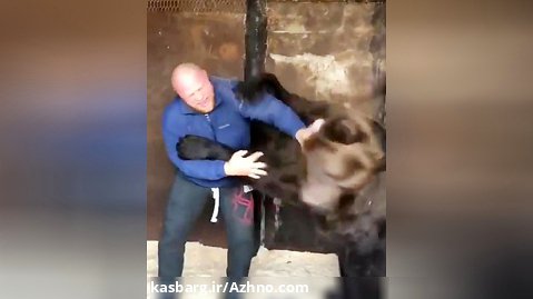 کُشتی گرفتن خرس با انسان https://azhno.com/