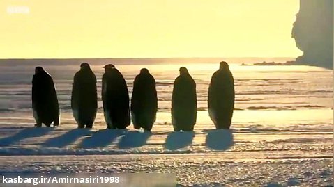 مستند حیات وحش :: حملات حیوانات :: انتقال بچه پنگوئن