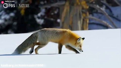 مستند حیات وحش :: حملات حیوانات :: روباه در زیر برف