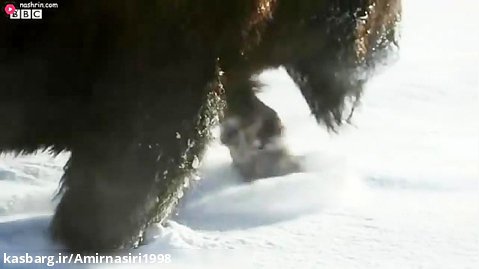 مستند حیات وحش :: حملات حیوانات :: غواصی روباه در برف