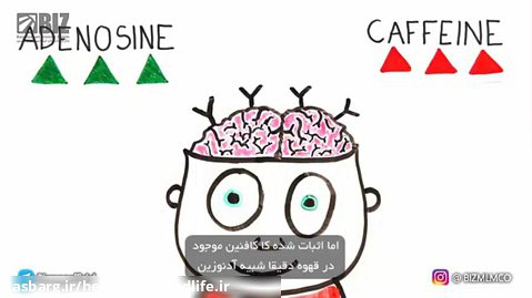 عملکرد قهوه برروی مغز