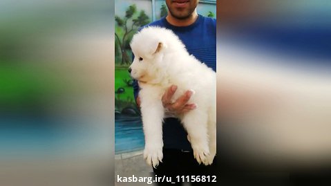 سامویید سگ زیبا پشمالو سفید موجود است