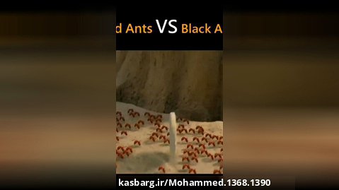 مستند زیبای مورچه ها