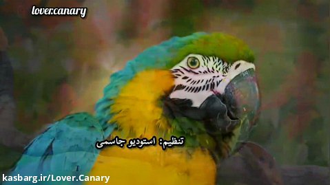 پرنده اثری زیبا و ماندگار از دوست هنرمدم جناب آقای بهنام مومنی