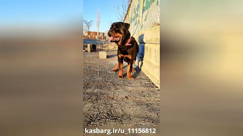 سگ روت وایلر صربستانی با شجره