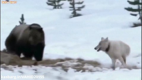 جنگ و نبرد گرگ ها و خرس گریزلی در حیات وحش / مبارزه حیوانات